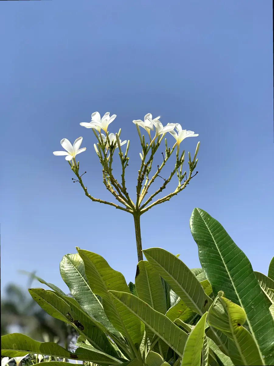 미선나무만 보고 가긴 아쉽죠? 미동산수목원 매력 탐구!