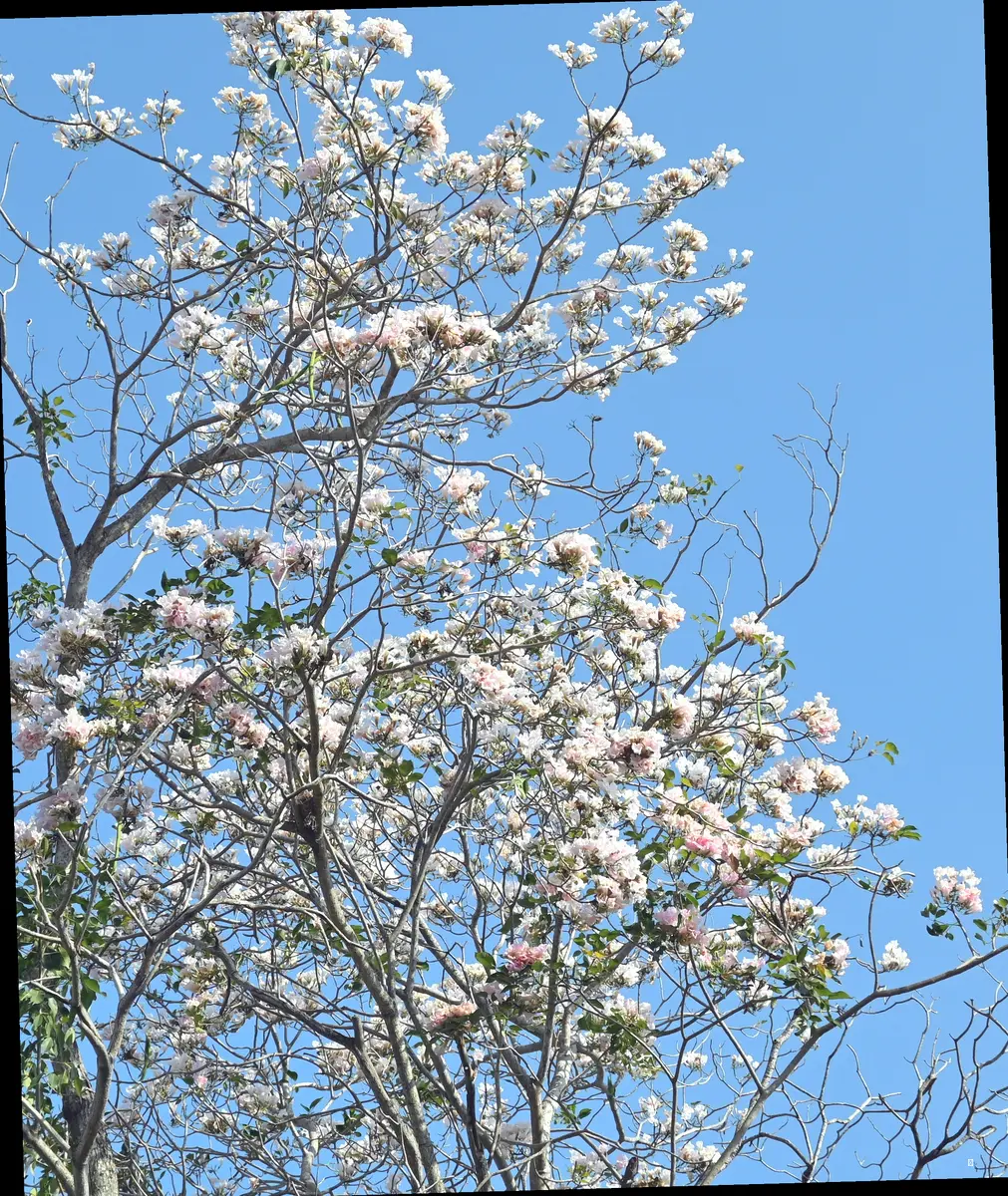 미동산수목원 미선나무 전시회, 핵심 정보만 쏙쏙!