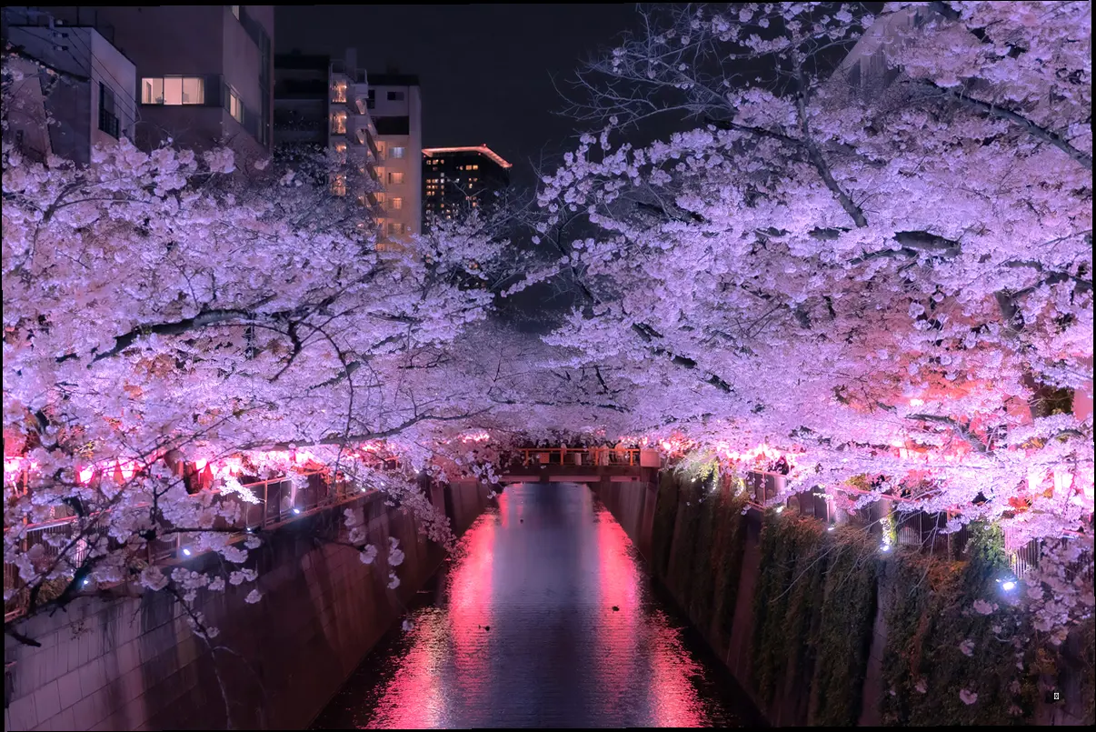 🗓️ 축제 완전 정복! 일정, 장소, 주요 행사 한눈에 보기! 🗓️