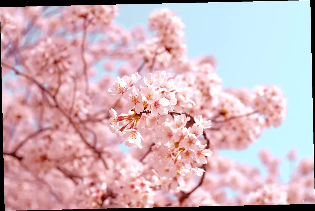 북서울꿈의숲: 꿈결 같은 벚꽃 산책을!