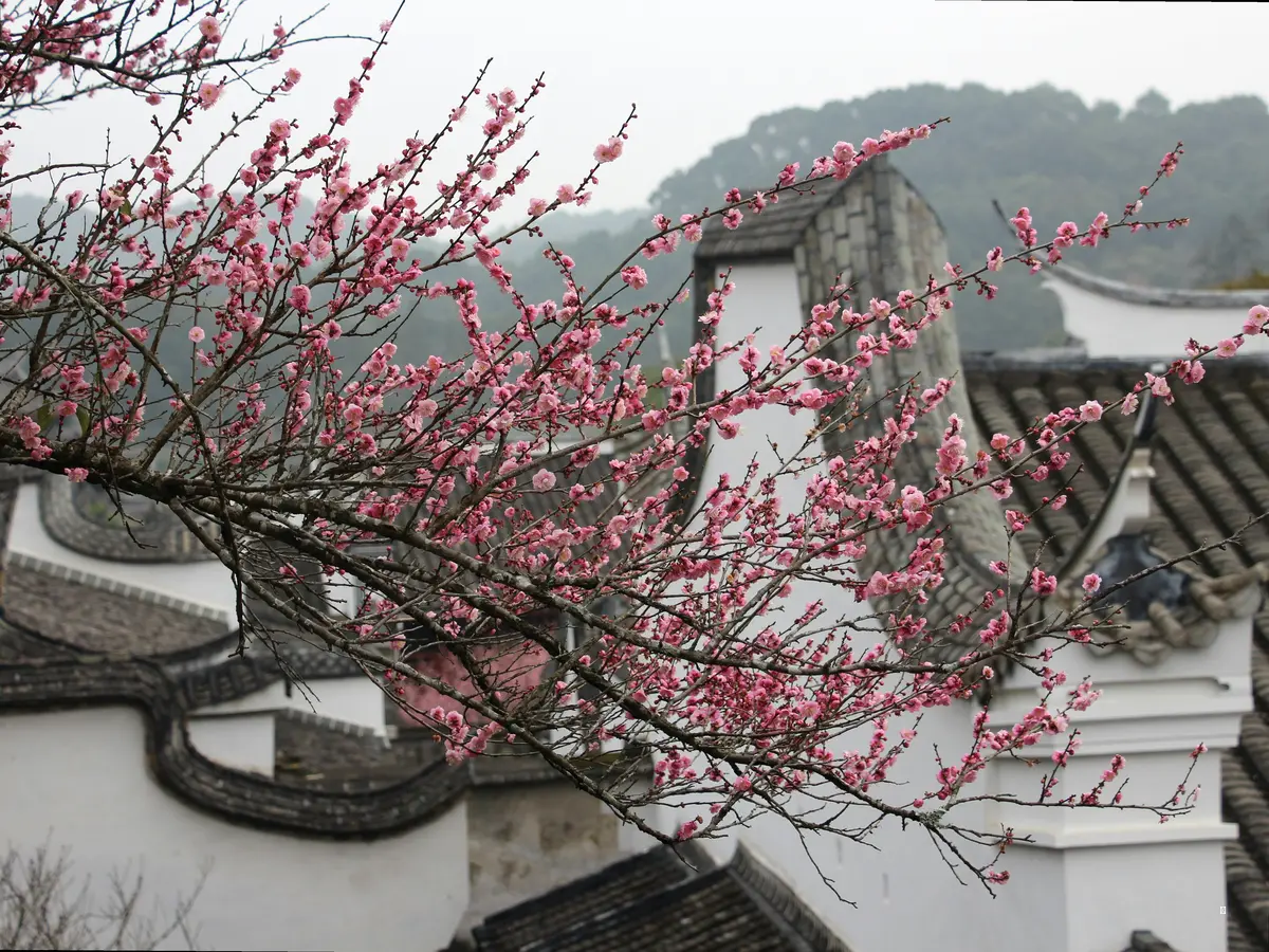 2025 백양사 고불매 축제, 한눈에 톺아보기