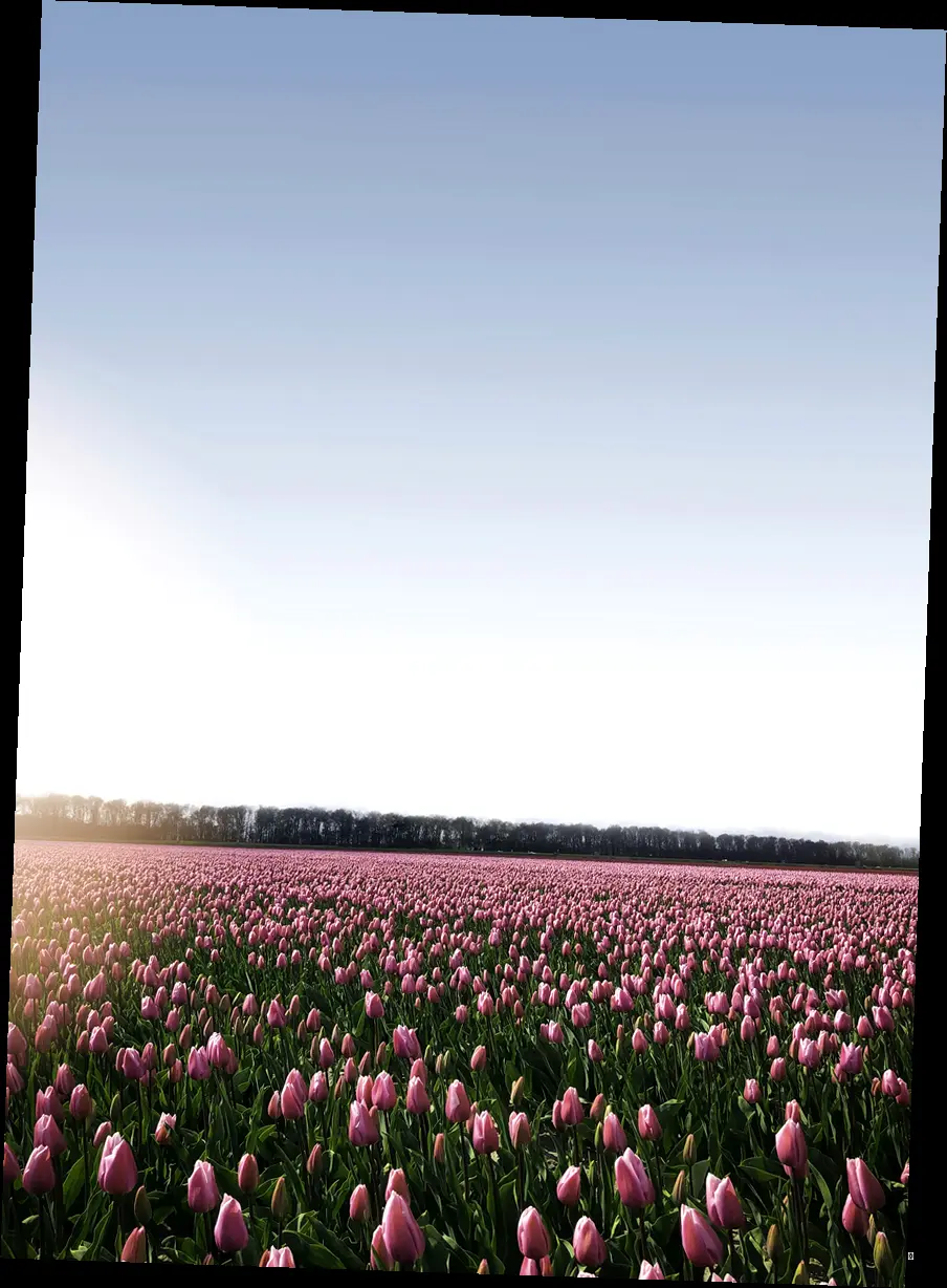 🌸 태안 튤립 축제, 한눈에 쏙! 핵심 정보 완벽 정리