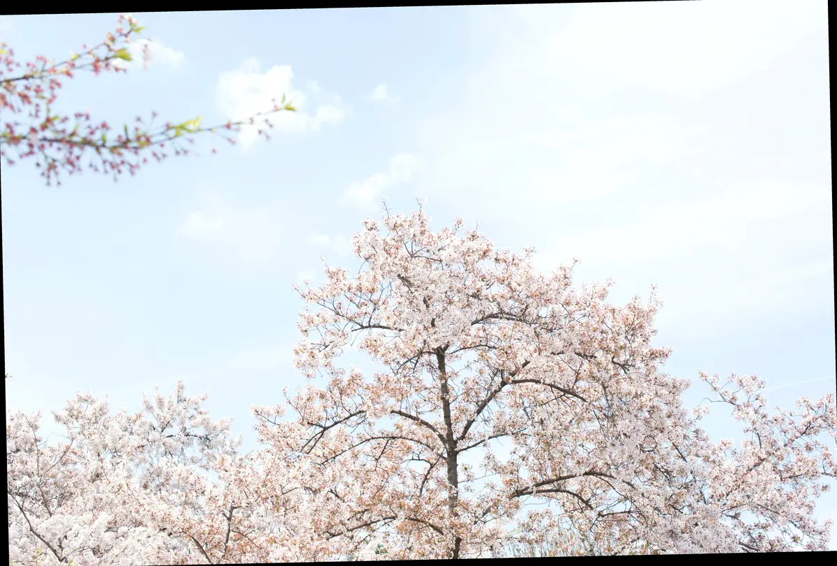 한눈에 보는 2025 진해 군항제 핵심 정보 🌸