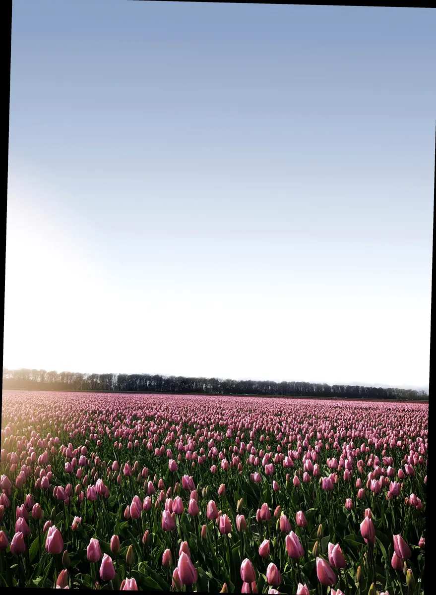 🌸 서울, 인천, 부천: 수도권 튤립 명소 3곳 🌸