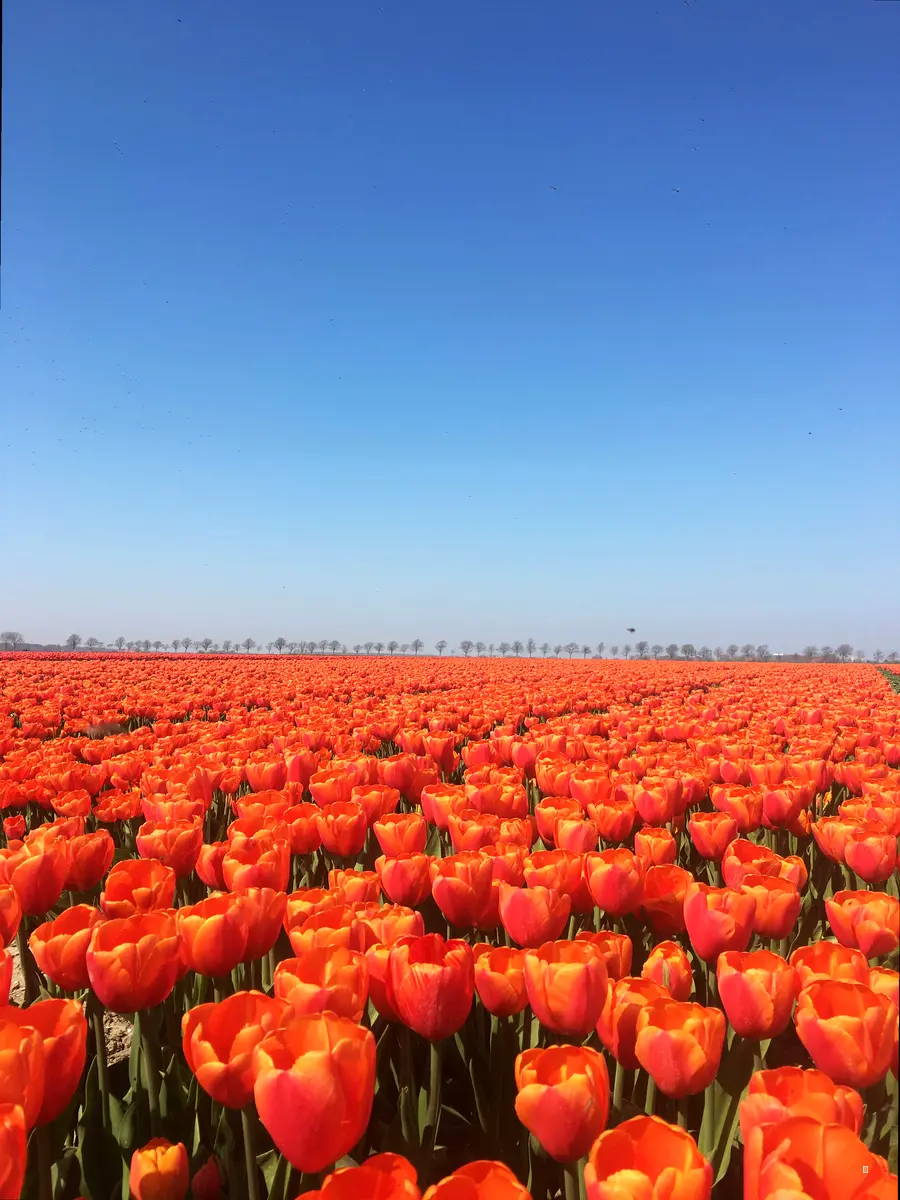 ✨ 태안, 대구, 김해, 신안: 전국 튤립 축제 정보 ✨